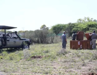 Botswana Donates Cheetahs To India, Speeding Conservation Goals