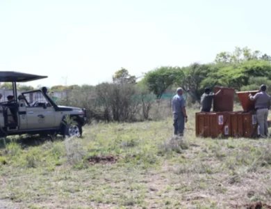 Botswana Donates Cheetahs To India, Speeding Conservation Goals