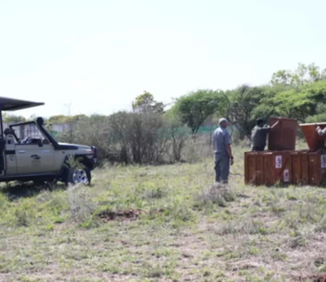 Botswana Donates Cheetahs To India, Speeding Conservation Goals