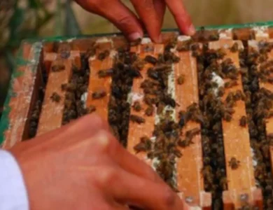 ‘Sweet Revolution’ Propels India’s Honey Exports