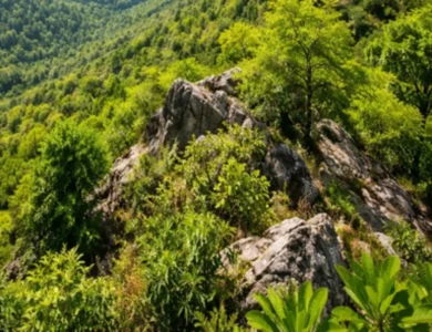 After Protests And Press Heat, SC Presses Pause On Its Own Ruling On Aravallis