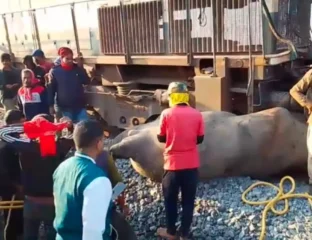 Elephant Carnage: Rajdhani Express Hits Herd