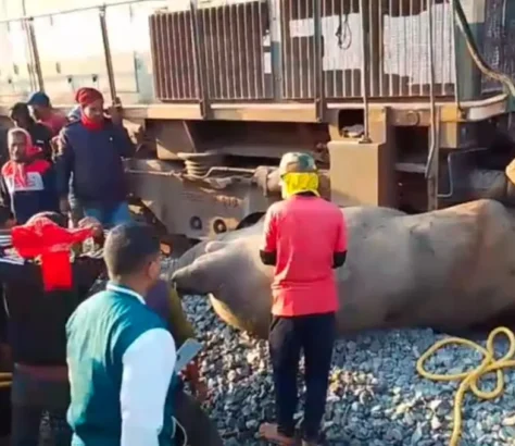 Elephant Carnage: Rajdhani Express Hits Herd
