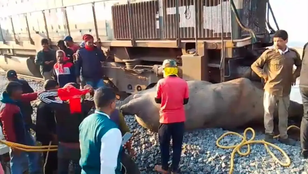 Elephant Carnage: Rajdhani Express Hits Herd