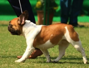 The New Dog Owner Checklist: 5 Steps For A Smooth Start