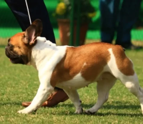 The New Dog Owner Checklist: 5 Steps For A Smooth Start