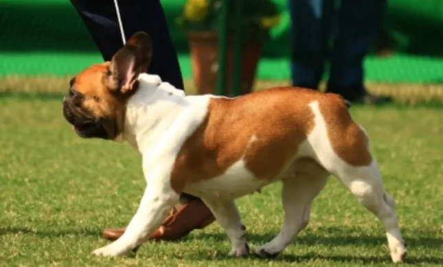 The New Dog Owner Checklist: 5 Steps For A Smooth Start