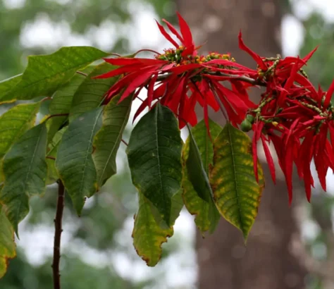 The Poinsettia: Caring For The Plant That Means Holiday Cheer