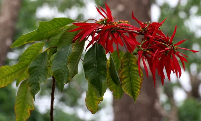 The Poinsettia: Caring For The Plant That Means Holiday Cheer