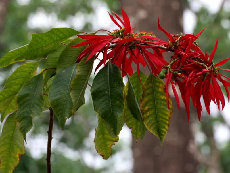 The Poinsettia: Caring For The Plant That Means Holiday Cheer