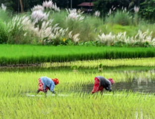 Trump Turns His Attention To Taxing Indian Rice Imports