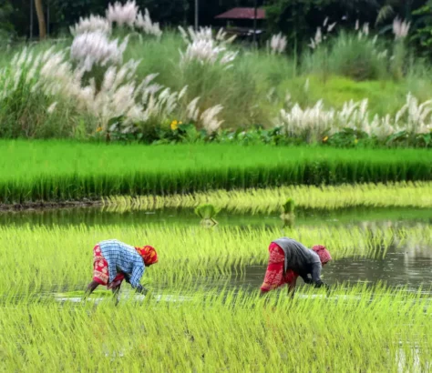 Trump Turns His Attention To Taxing Indian Rice Imports
