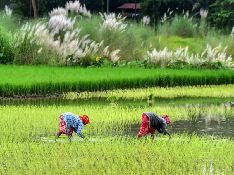 Trump Turns His Attention To Taxing Indian Rice Imports