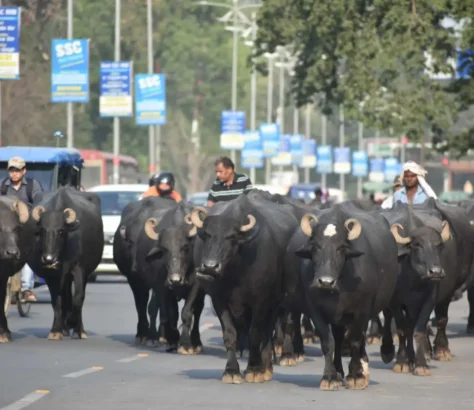 In Quest To Prevent Accidents, India Experiments With Cattle Alerts For Drivers