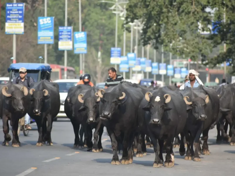 In Quest To Prevent Accidents, India Experiments With Cattle Alerts For Drivers