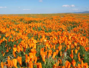 Colors Of The Earth: Spring Wildflowers Mirror The Spirit of Holi