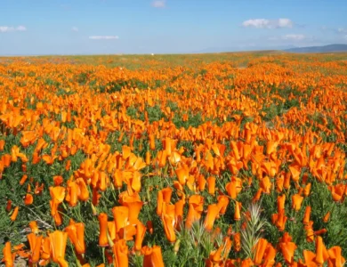 Colors Of The Earth: Spring Wildflowers Mirror The Spirit of Holi
