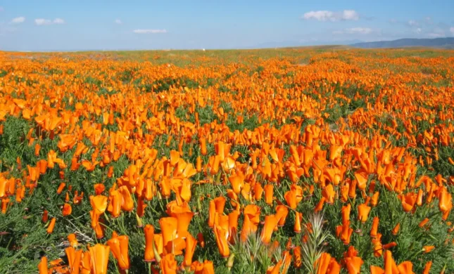 Colors Of The Earth: Spring Wildflowers Mirror The Spirit of Holi