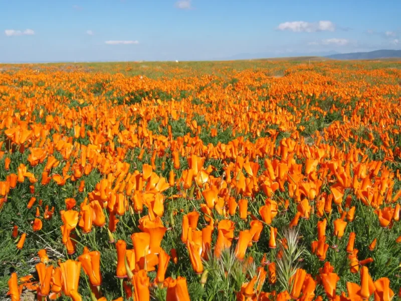 Colors Of The Earth: Spring Wildflowers Mirror The Spirit of Holi