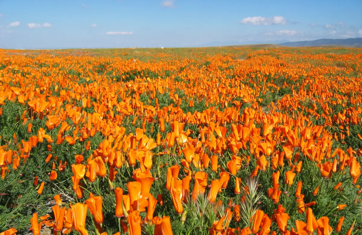 Colors Of The Earth: Spring Wildflowers Mirror The Spirit of Holi