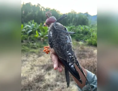 Falcons From Manipur Make Epic Journey To Africa