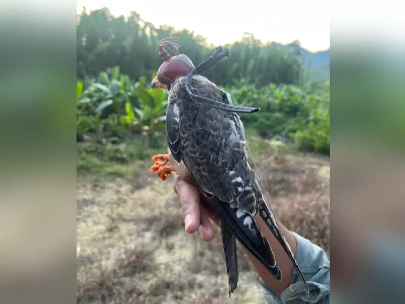 Falcons From Manipur Make Epic Journey To Africa