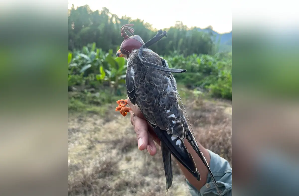 Falcons From Manipur Make Epic Journey To Africa