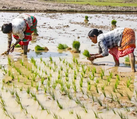 Harvest Of Plenty India Hits Record Foodgrain Output In 2024-25