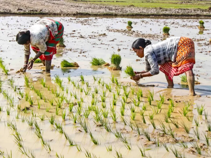 Harvest Of Plenty India Hits Record Foodgrain Output In 2024-25