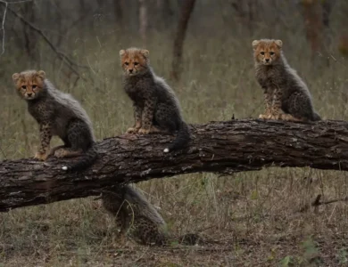 India Proud Of Wildlife Protection Efforts, Big Cat Alliance