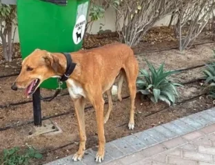 Residents Flee Dubai, Abandoning Thousands Of Pets