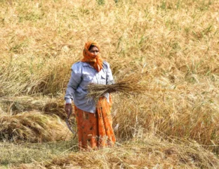 India Records All-Time High Foodgrain Output