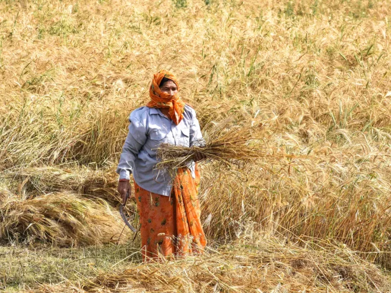 India Records Highest-Ever Foodgrain Output
