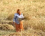 India Records All-Time High Foodgrain Output