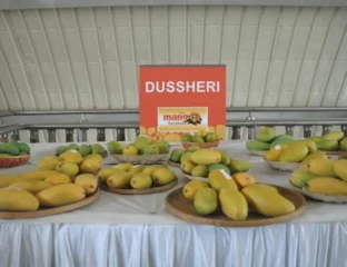 India Handicraft, Mango Exports Hit