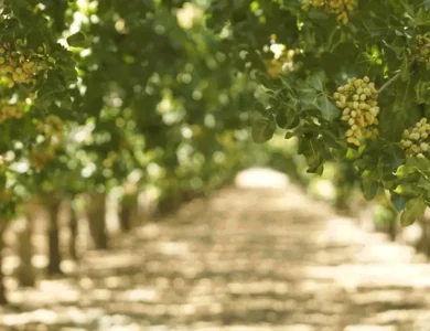 US Farmers Benefit As Iran’s Pistachio Supply Disruptions Grow