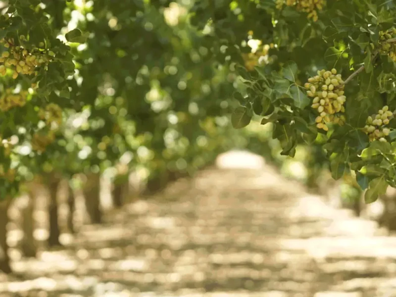 US Farmers Benefit As Iran’s Pistachio Supply Disruptions Grow