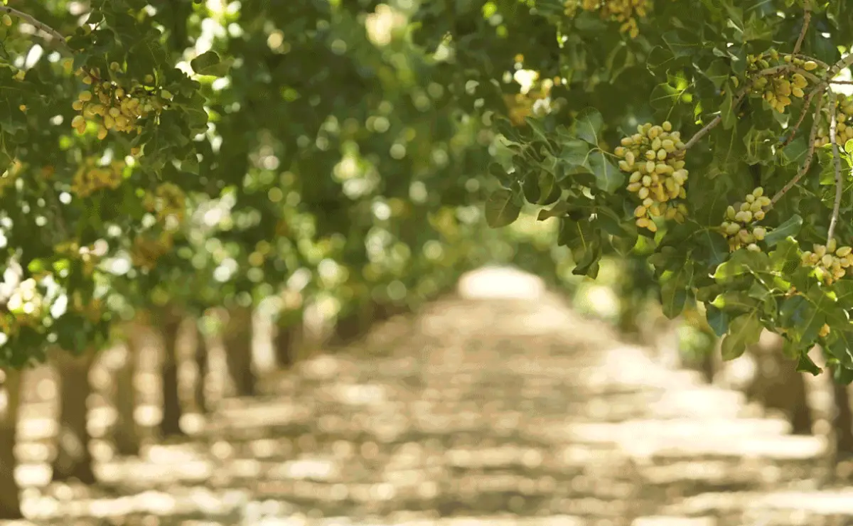 US Farmers Benefit As Iran’s Pistachio Supply Disruptions Grow