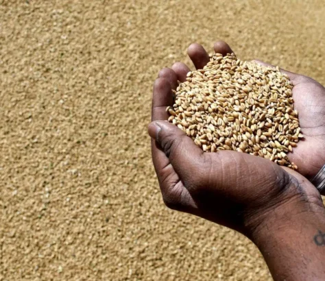 India’s Foodgrain Output Hits Record 376.5 Million Tons in 2025-26