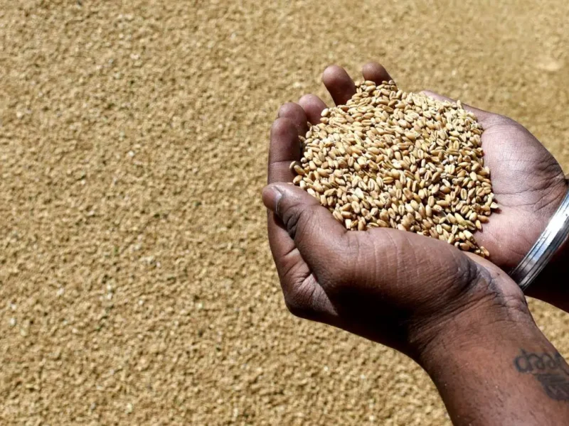 India’s Foodgrain Output Hits Record 376.5 Million Tons in 2025-26