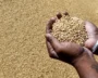 India’s Foodgrain Output Hits Record 376.5 Million Tons in 2025-26
