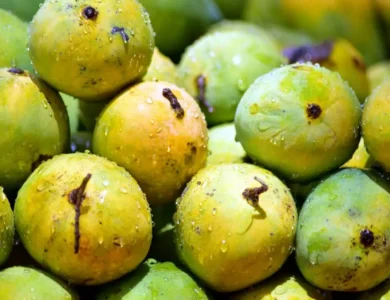 India signature crops global recognition