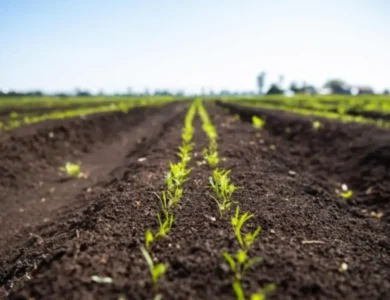 The Climate Story Indian Americans Are missing, Is Happening On The Farm