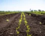 The Climate Story Indian Americans Are missing, Is Happening On The Farm
