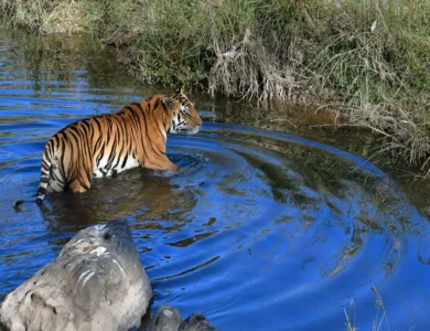 Tigers Stress Affects Reproduction Study