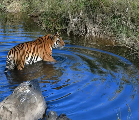 Tigers Stress Affects Reproduction Study