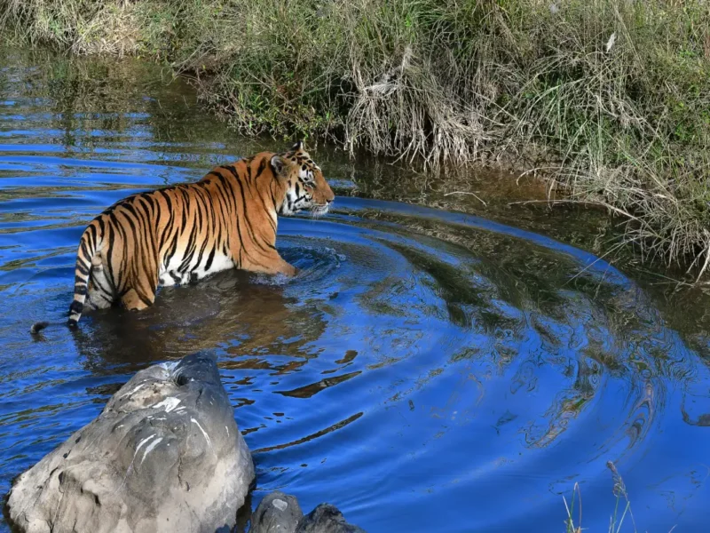 Tigers More Stressed Affecting Reproduction, Finds Study