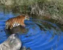 Tigers Stress Affects Reproduction Study