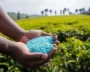 US Senators Discuss India’s Massive Fertilizer Imports And Rising Costs