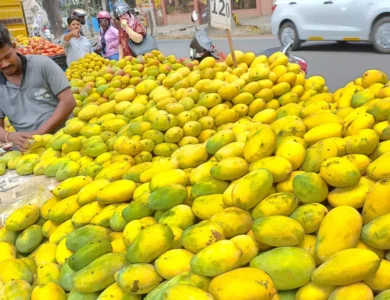India’s Mango Heritage